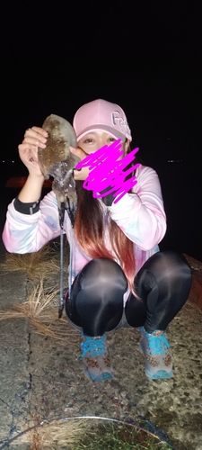 イカの釣果