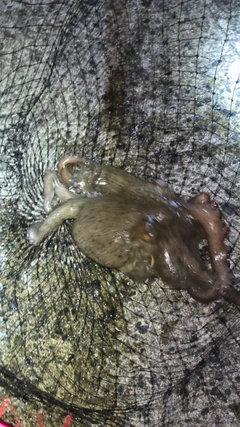 タコの釣果