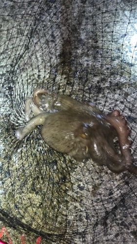 タコの釣果
