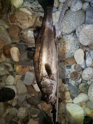 スズキの釣果