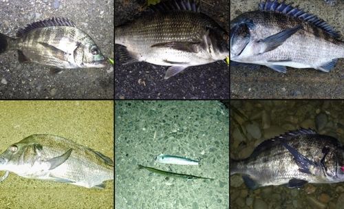チヌの釣果