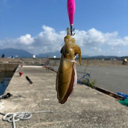 モンゴウイカ