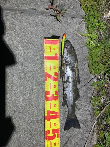 スズキの釣果