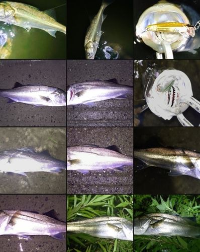 シーバスの釣果