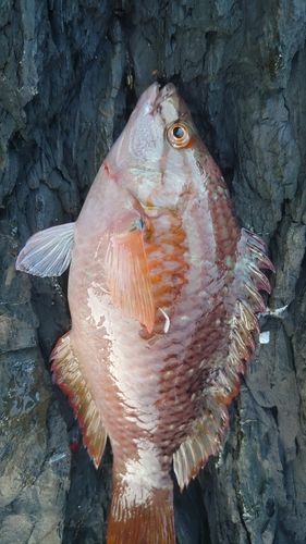 アカササノハベラの釣果