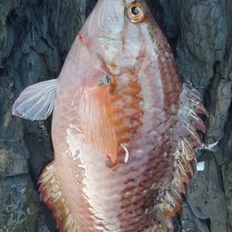 アカササノハベラ