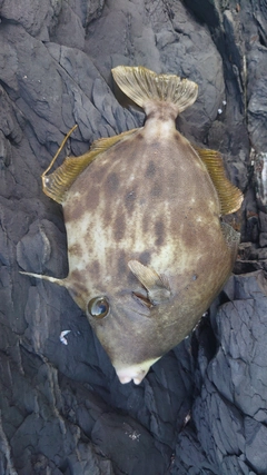 カワハギの釣果