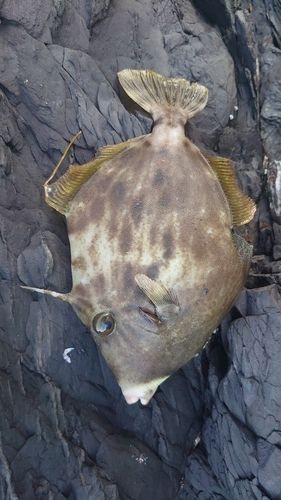 カワハギの釣果