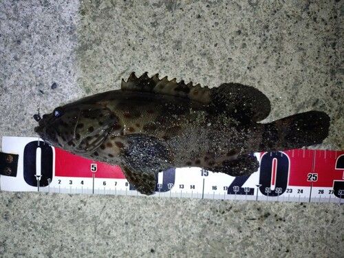 チャイロマルハタの釣果