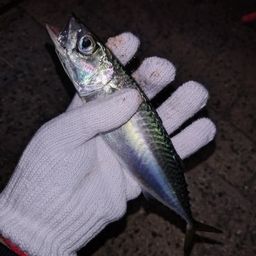 アジ