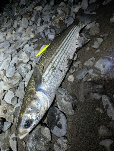 ボラの釣果