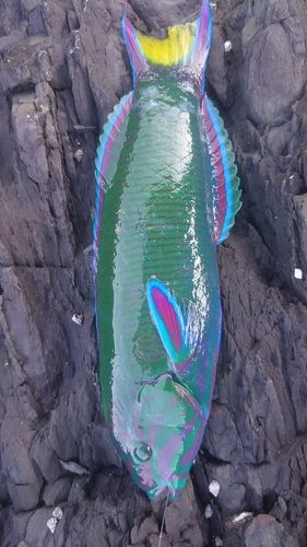 オトメベラの釣果