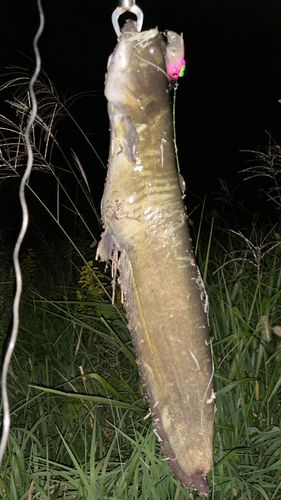 ナマズの釣果