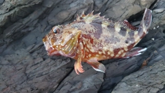 カサゴの釣果