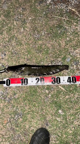 ナマズの釣果