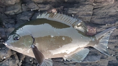 グレの釣果