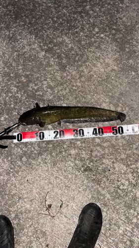 ナマズの釣果