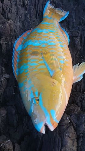 ヒブダイの釣果