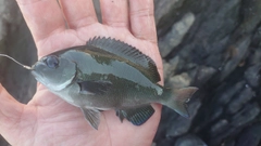 グレの釣果