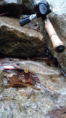 イワナの釣果