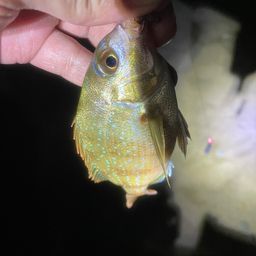 チャリコ