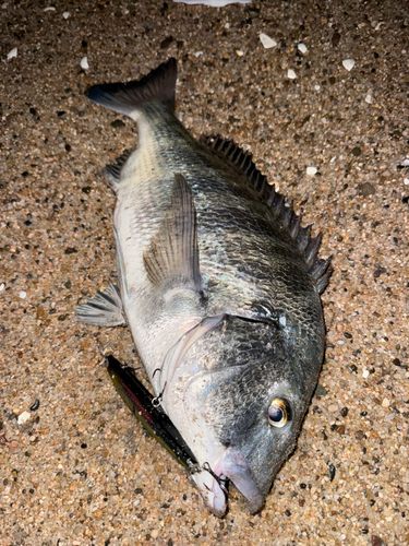 チヌの釣果