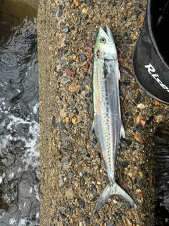 サゴシの釣果