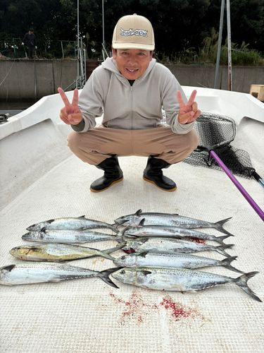 サワラの釣果