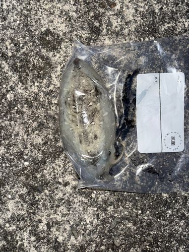 イカの釣果