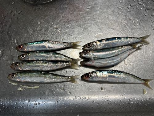 ウルメイワシの釣果