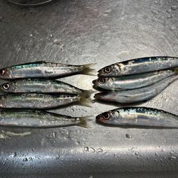 ウルメイワシ
