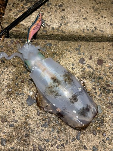 アオリイカの釣果