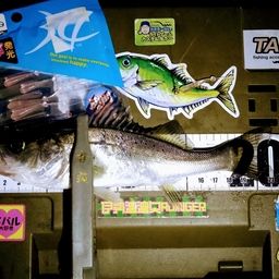 シーバス
