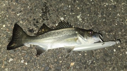 セイゴ（ヒラスズキ）の釣果