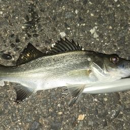 セイゴ（ヒラスズキ）