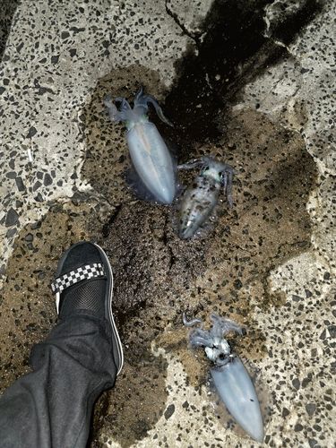アオリイカの釣果