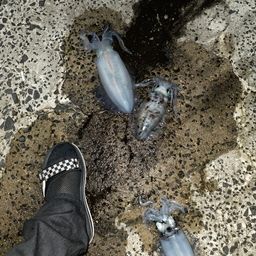 アオリイカ