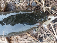 ライギョの釣果