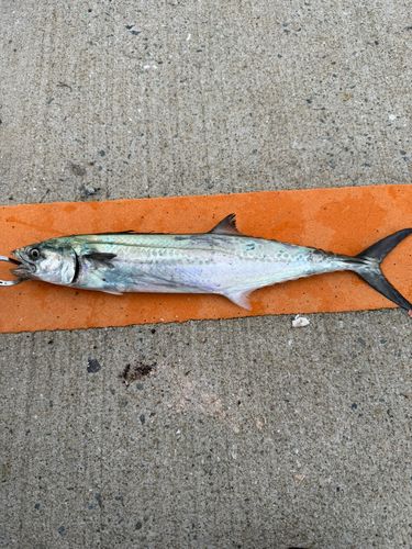 サゴシの釣果