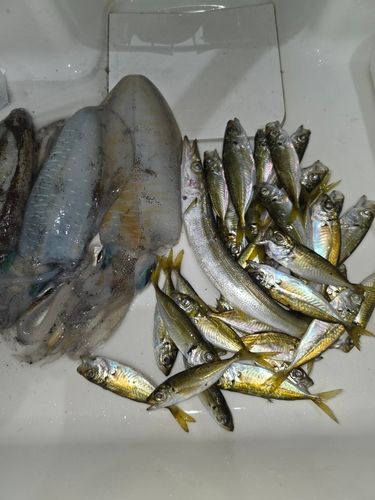 アジの釣果