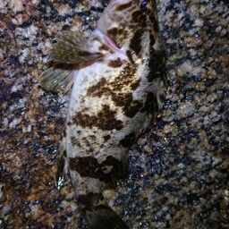 タケノコメバル