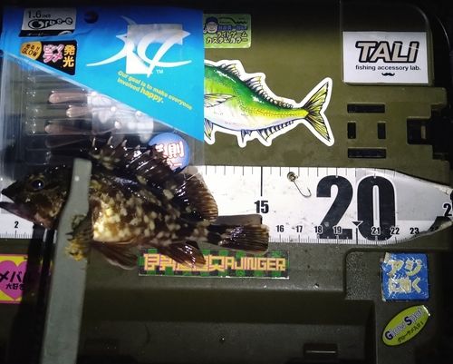 カサゴの釣果