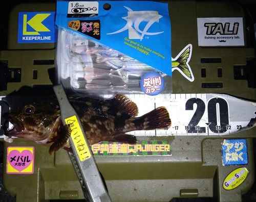 カサゴの釣果