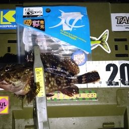 カサゴ