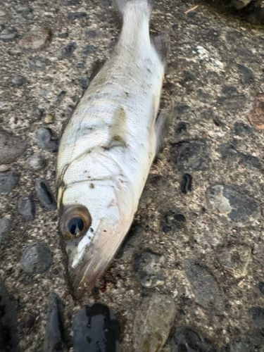セイゴ（マルスズキ）の釣果