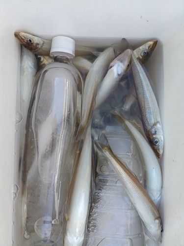 シロギスの釣果