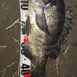 クロダイ
