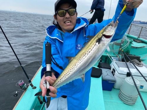 サゴシの釣果