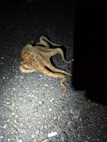 タコの釣果