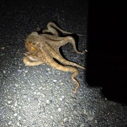 タコ